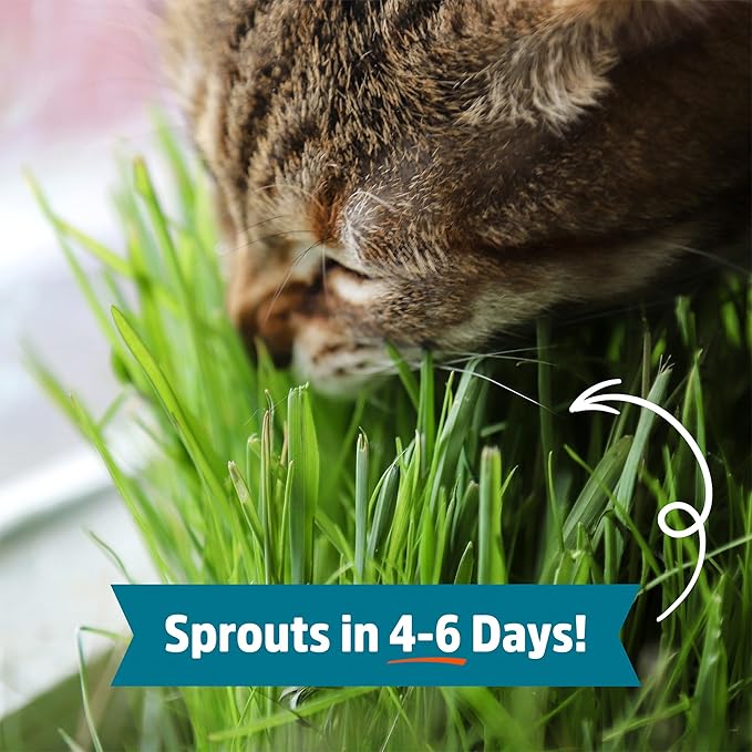 Back to the Roots Organic Wheatgrass Seeds – 2lb Non-GMO Value Pack; Great for Growing Nutritious Wheatgrass, Also Catgrass (Natural Hairball Remedy for Cats)