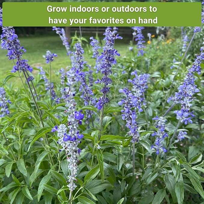 Sow Right Seeds - Sage Seed Collection - Salvia Seeds for Planting Indoors & Outdoors - Non-GMO Heirloom Common, White & Blue Varieties - Grow Aromatic Herb Garden - Perfect for Herbal or Culinary Use
