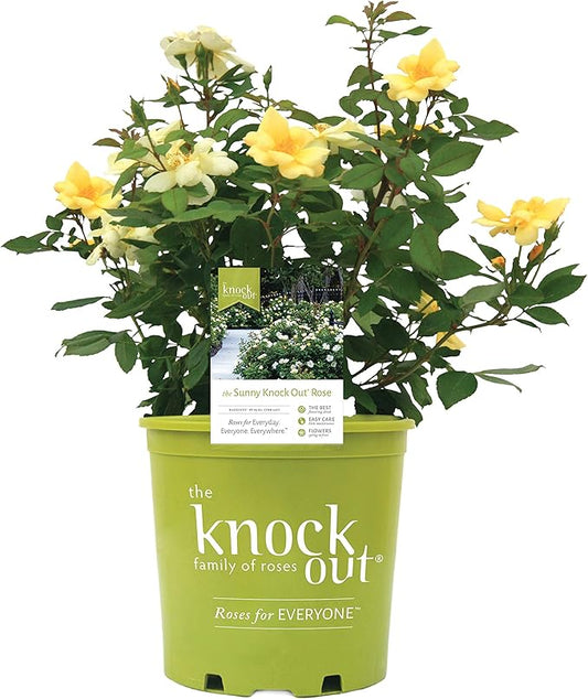 Green Promise Farms Rosa `Sunny Knock Out` (Reblooming) Rose, 3 Size Container, yellow flower