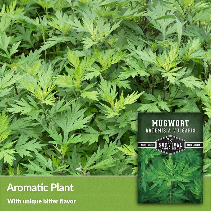 Common Mugwort Seed for Planting - 2 Packets with Instructions to Plant and Grow Artemisia Vulgaris in Your Home Vegetable Garden - Non-GMO Heirloom Variety - Survival Garden Seeds