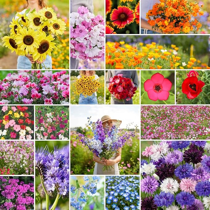 Eden Brothers All Annual Wildflower Mixed Seeds for Planting, 50 lb, 24,000,000+ Seeds with Sunflower, Indian Blanket | Attracts Pollinators, Plant in Spring or Fall, Zones 3, 4, 5, 6, 7, 8, 9, 10