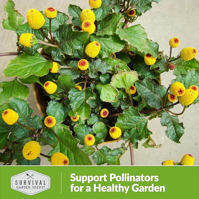 Toothache Plant Seeds for Planting - 2 Packets with Instructions to Plant and Grow Electric Daisy in Your Home Herb Garden - Non-GMO Heirloom Variety - Survival Garden Seeds