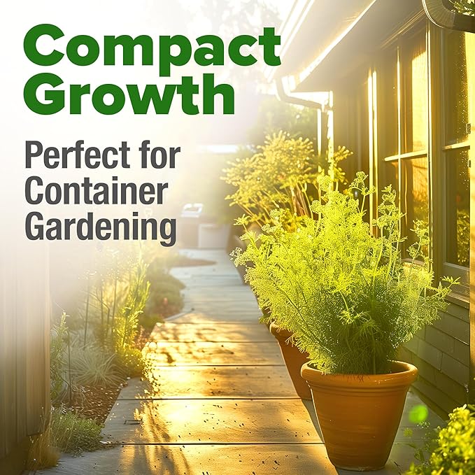 HOME GROWN Dill Seeds for Planting - 1014 Premium Bouquet Dill Seeds, Non-GMO and Heirloom Herb Seeds for Planting Outdoors, Grow Your Fragrant Dill Herb Garden (Anethum graveolens)