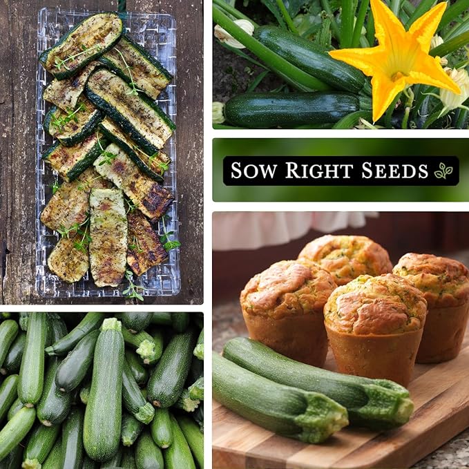 Sow Right Seeds - Black Beauty Zucchini Seeds for Planting - Non-GMO Heirloom Packet with Instructions to Plant a Home Vegetable Garden - Summer Squash - Classic Zucchini Good for Large Containers (3)