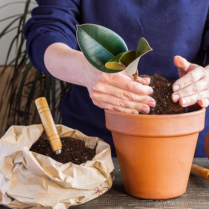 Organic Fiddle Leaf Fig Potting Mix 2qt, Indoor Plants Potting Mix for All Potted Ficus Lyrata Plant, Grow Healthy houseplants Indoors