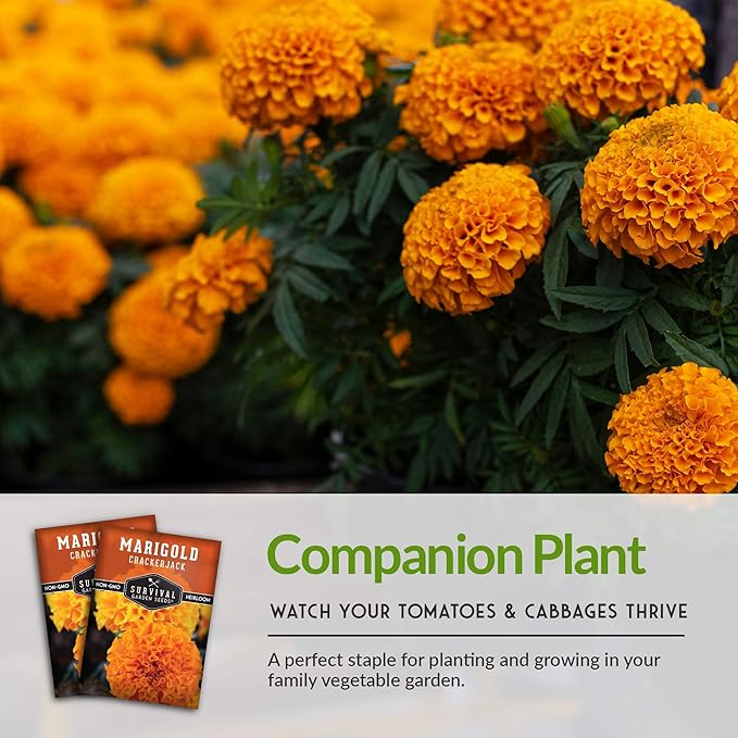 Survival Garden Seeds - Crackerjack Marigold Seed for Planting - 5 Packs with Instructions to Plant and Grow in Your Home Vegetable Garden - Non-GMO Heirloom Variety