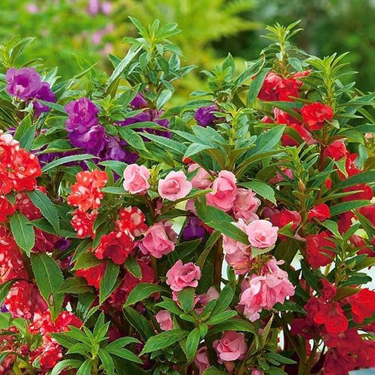 CHUXAY GARDEN 100 Seeds Mix Impatiens Balsamina,Garden Balsam,Rose Balsam, Touch-me-not,Spotted Snapweed Red Pink Purple Lovely Flowers Attractive Annual Ornamental Plant
