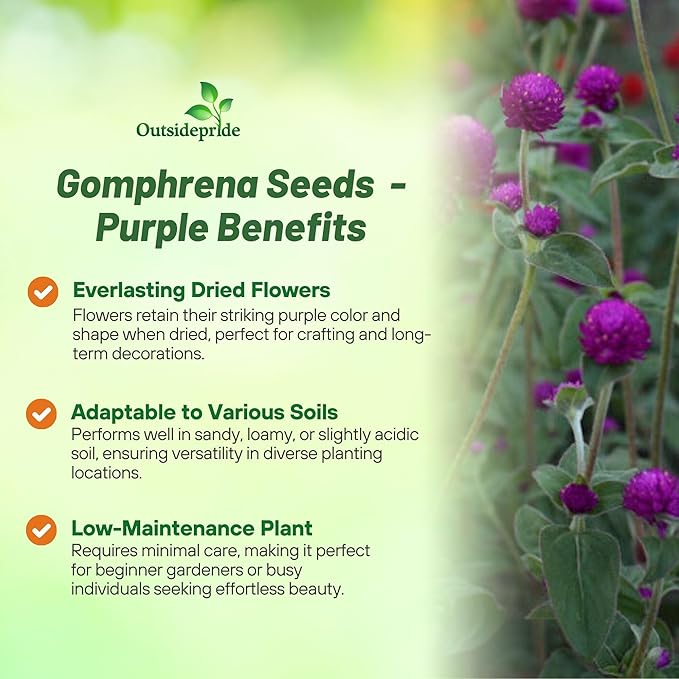 Outsidepride 1000 Seeds Annual Purple Gomphrena Globosa Flower Seed for Planting