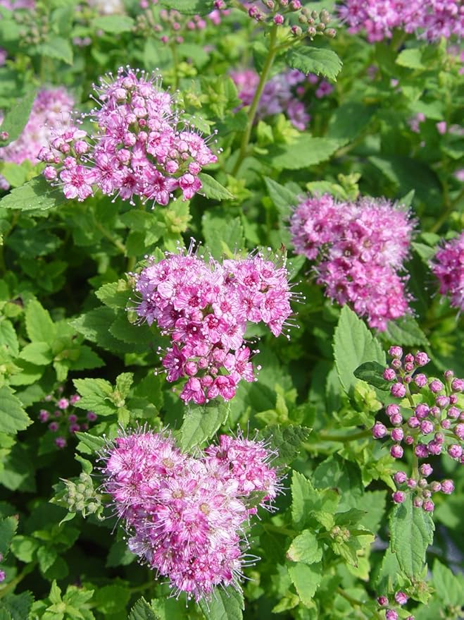 Spiraea jap. 'Little Princess' (Spirea) Shrub, #3 - Size Container