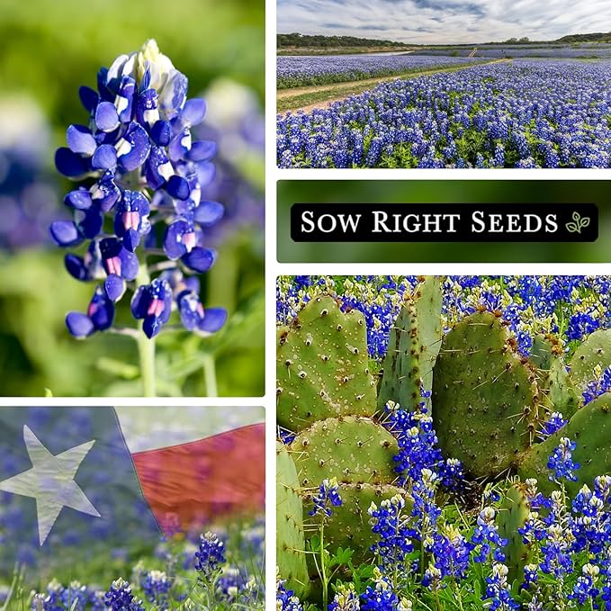 Sow Right Seeds - Texas Bluebonnet Seeds to Plant - Non-GMO Heirloom Seeds -Full Instructions for Planting - Beautiful Perennial Blue Blooms -Sweet Addition to Your Yard (4)