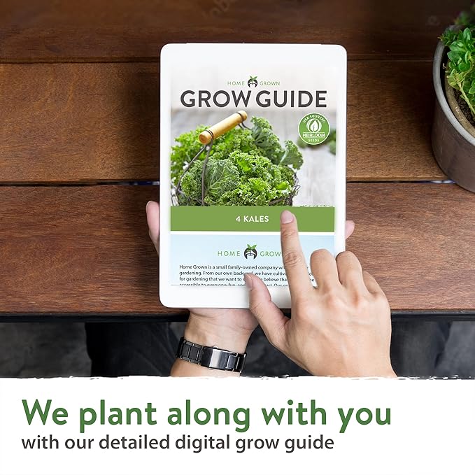 HOME GROWN 700+ Kale Seeds for Planting Outdoors or Hydroponics - Heirloom Leafy Greens Seeds 4 Variety Pack: Non-GMO Lacinato (Tuscan/Dino Kale), Blue Scotch, Dwarf Siberian, Red Russian Kale