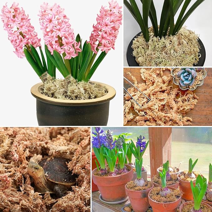 ZeeDix 226g Premium Sphagnum Moss for Plants, 12QT Natural Long Fibered Orchid Moss Sphagnum Peat Moss Bulk for Carnivorous,Orchid,Sarracenia,Succulent,Venus Fly Traps and Reptiles