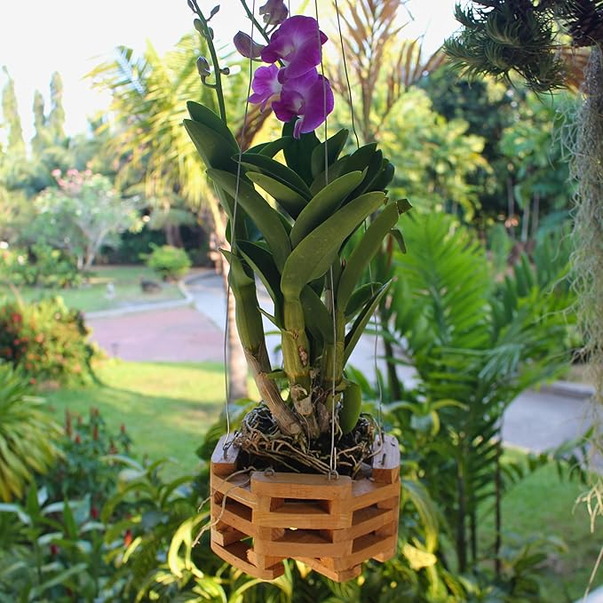 3 Wooden Octagon Shaped Orchid Baskets with Hangers. Rustic Handmade Vanda Baskets, Hanging Boxes