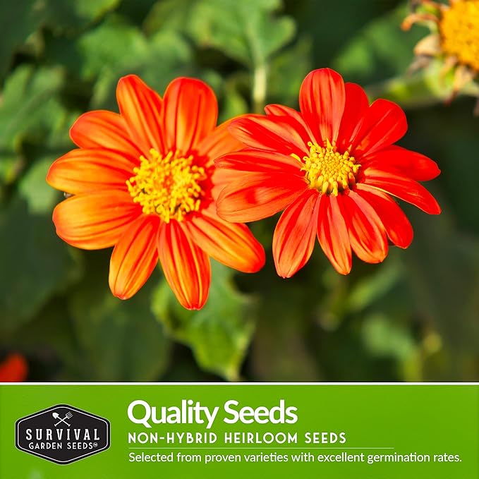 Survival Garden Seeds Sunflower Collection - Autumn Beauty, Black Russian, Chocolate Cherry, Sungold, Lemon Queen, & Mexican Sunflower Varieties - Non-GMO Heirloom Seeds for Planting & Growing