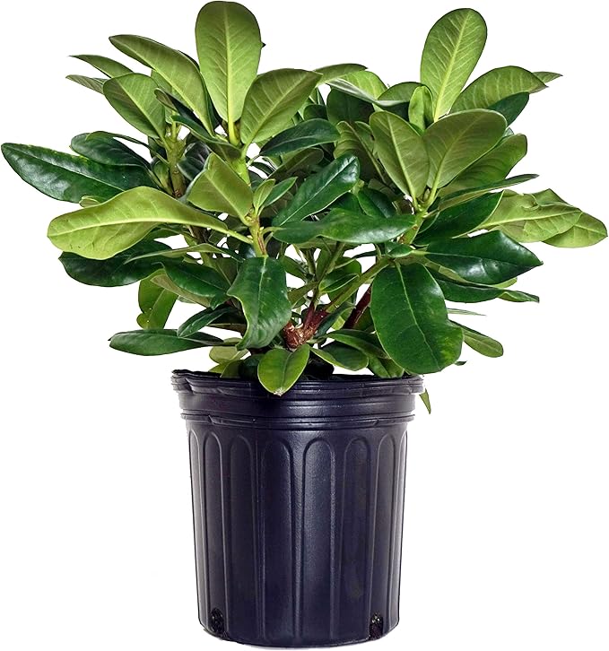 Rhododendron 'Scintillation' (Rhododendron) Evergreen, soft pink, #2 - Size Container