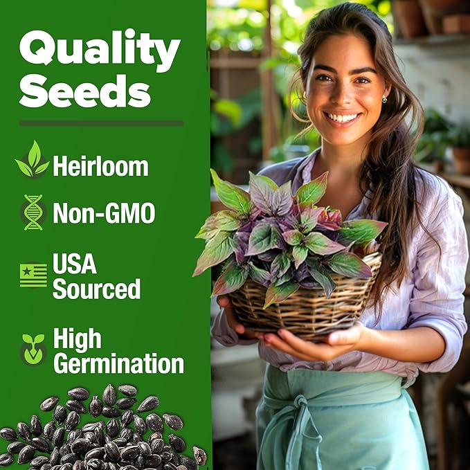 HOME GROWN Thai Basil Seeds Pack - 876 High Germination Non-GMO Heirloom Herb Seeds for Planting, Ideal for Growing Fresh Basil Planting Indoor or Outdoor (Ocimum basilicum VAR. thyrsiflora)