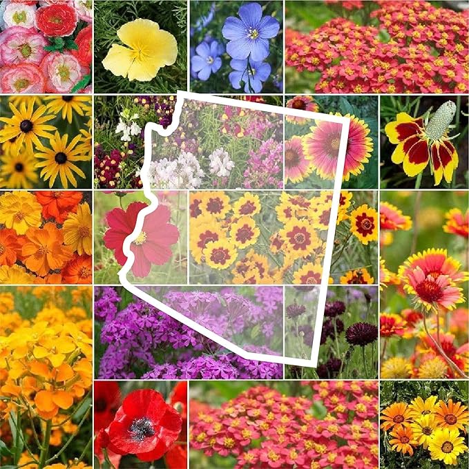 Eden Brothers Arizona Wildflower Mixed Seeds for Planting, 1 lb, 480,000+ Seeds with Yarrow, Cosmos, Indian Blanket | Attracts Pollinators, Plant in Spring or Fall, Zones