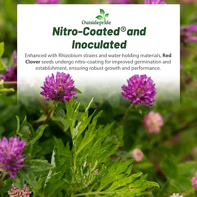Outsidepride Perennial Red Clover Seeds - 1/4 lbs. Self-Seeding, Nitrocoated, Inoculated Clover Seeds for Lawn, Yard, Forage, Pasture, Hay, Nitrogen Fixation, Soil Improvement & Crop Rotation Programs