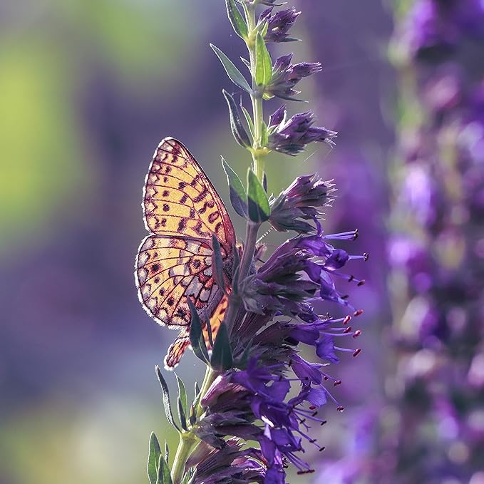 TKE Farms & Gardens - Hyssop Seeds for Planting, 500+ Non-GMO Heirloom Herb Seeds, Aromatic Medicinal Herb with Minty Flavor, Easy to Grow, Attracts Pollinators, Instructions Included, Qty 1