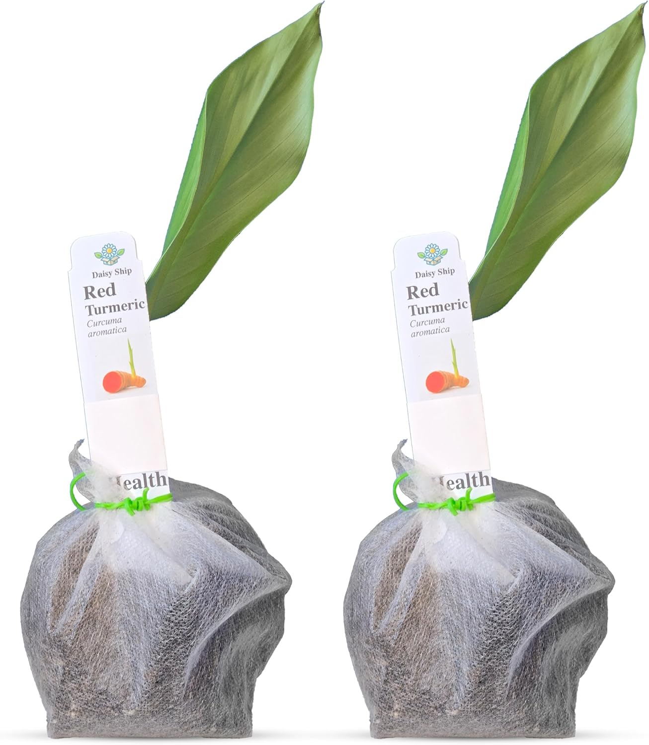 Live Red Turmeric Plants (Curcuma Longa) - Healthy Rhizome and Plant for Home Gardening & Medicinal Use (2 red Turmeric Bags)