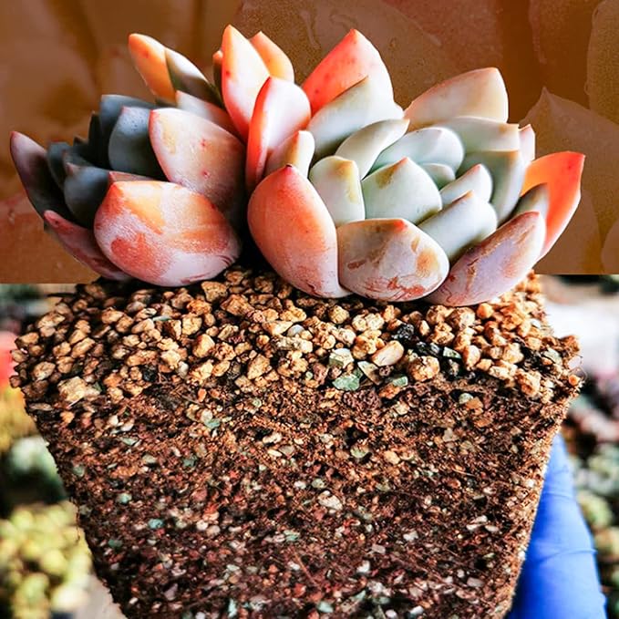 Succulent and Cactus Soil Potting Mix 2.2 LBS, Bonsai Soil Mix Ready to Use, Fast Draining with Added Nutrients