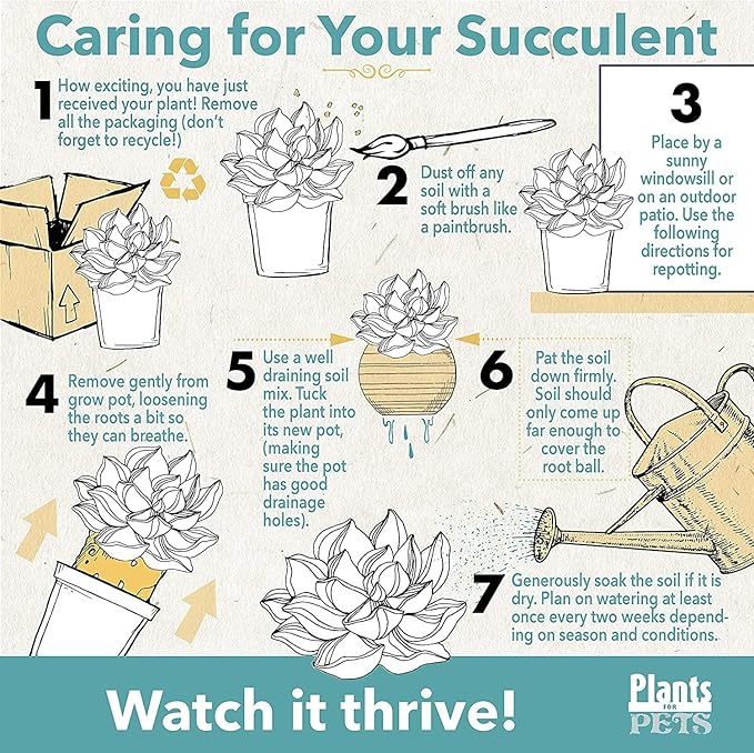 Live Succulents Assortment in Clay Pot, Garden Succulent Planter, Unique Gardening Gifts for Plant Lovers, Live Succulent Plants Live Plants, Live Succulents Plants Live Houseplants by Plants for Pets