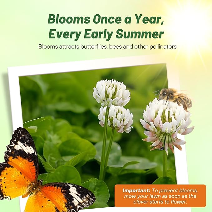 Outsidepride Perennial White MiniClover Seed - 2 lb. Dwarf, Small-Leaved, Drought & Wear-Tolerant Micro Clover Seeds for Lawn, Ideal Low-Maintenance & Easy to Grow Ground Cover Seeds for Home Yard