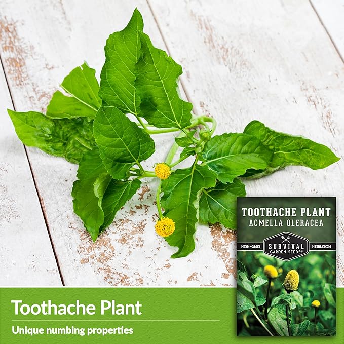 Toothache Plant Seeds for Planting - 1 Packet with Instructions to Plant and Grow Electric Daisy in Your Home Herb Garden - Non-GMO Heirloom Variety - Survival Garden Seeds