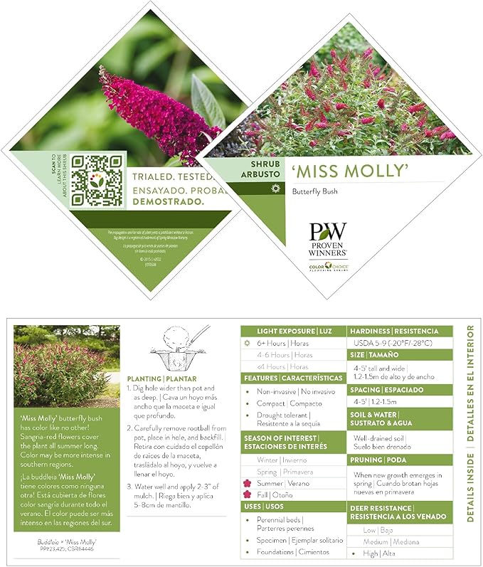 Miss Molly Buddleia 2 Gal, Pink and Red Blooms