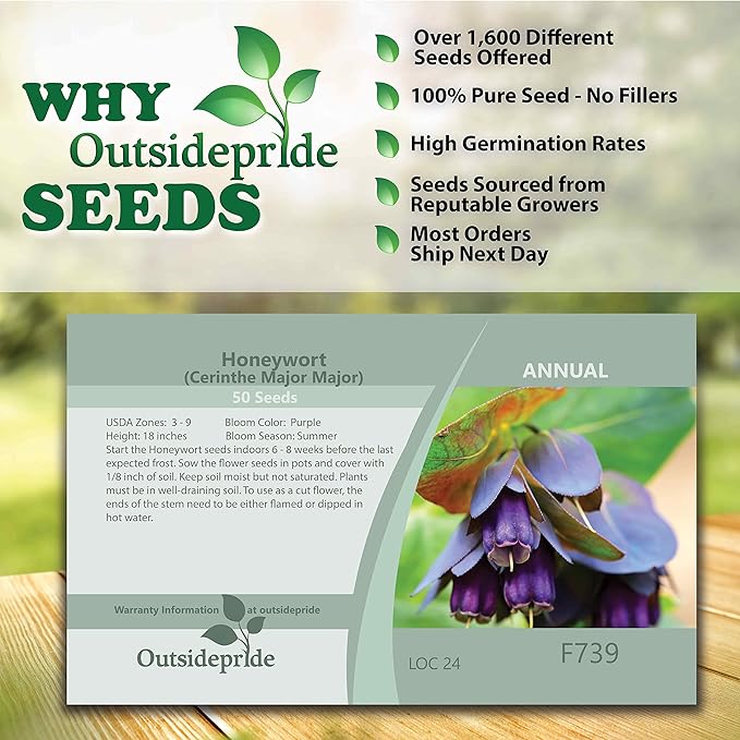 Outsidepride 50 Seeds Annual Cerinthe Major Honeywort Flower Seeds for Planting
