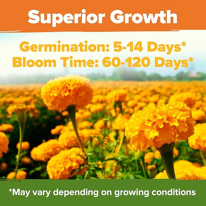 HOME GROWN Crackerjack Marigold Seeds (2.05oz) 15,000 Flower Seeds Planting Outdoor, Easy to Grow, USA Sourced Wildflowers, Great for Companion Planting