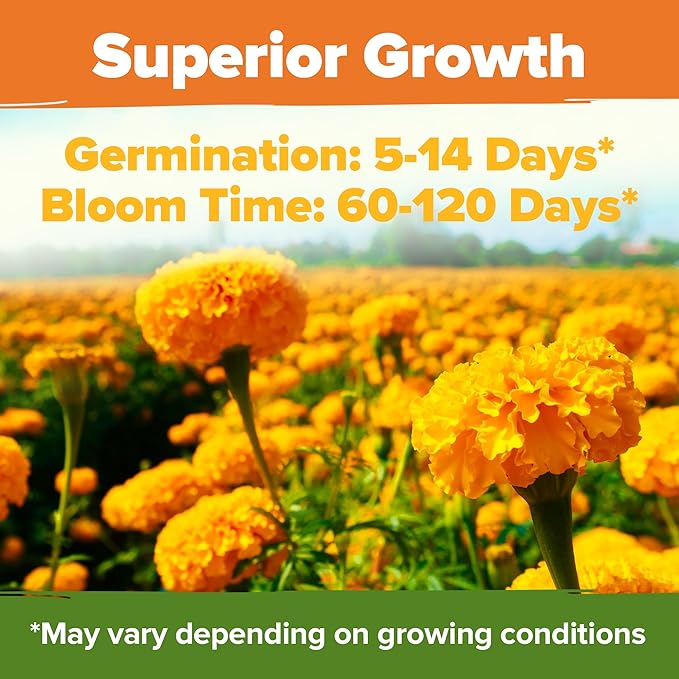 HOME GROWN Crackerjack Marigold Seeds | 4.25oz / 35,000 Flower Seeds Planting Outdoor | Large Bulk Pack | Non-GMO, High Germination, USA Sourced Wildflower Seeds | Companion Planting
