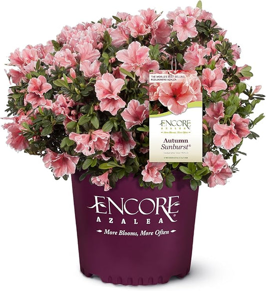 2 Gallons Encore Azalea Autumn Sunburst Azalea