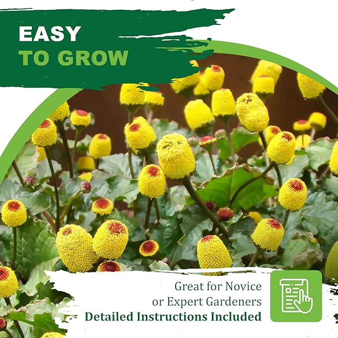 TKE Farms & Gardens - Toothache Plant Seeds for Planting, 1000 Non-GMO Heirloom Buzz Button Seeds, Electric Daisy, Szechuan Button, Includes Easy Growing Instructions, 250mg Packet, Qty 1