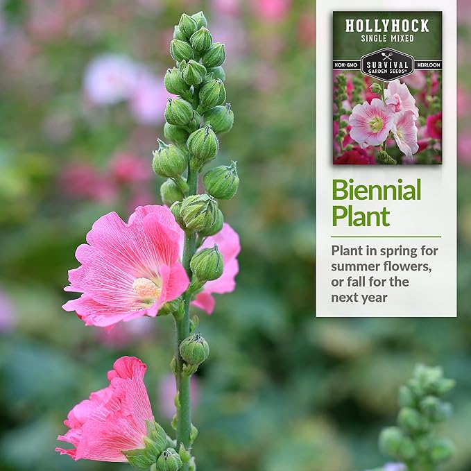 Survival Garden Seeds - Single Mixed Hollyhock Seed for Planting - Packet with Instructions to Plant and Grow Colorful Spikes of Flowers in Your Home Vegetable Garden - Non-GMO Heirloom Variety