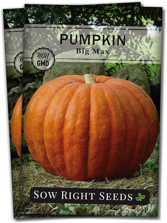 Sow Right Seeds - Big Max Pumpkin Seeds for Planting - Non-GMO Heirloom Packet with Instructions to Plant a Home Vegetable Garden - Decorative Autumn Variety for Carving - Giant Fast Growing (2)