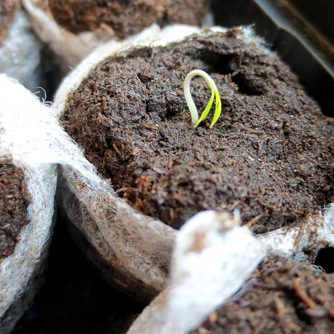 ZeeDix 50pcs(50mm) Coco Coir Pellets Potting Soil Indoor Plants, Compressed Coconut Coir Soil Pellets Seed Starting Pellets Soil Discs for Planting Flowers Bonsai Herbs Plants and Vegetables