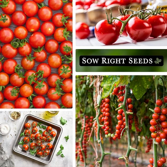 Sow Right Seeds - Large Red Cherry Tomato Seeds for Planting - Non-GMO Heirloom Packet with Instructions to Plant a Home Vegetable Garden - Tasty Snacking Variety, Start Indoors - Indeterminate (1)
