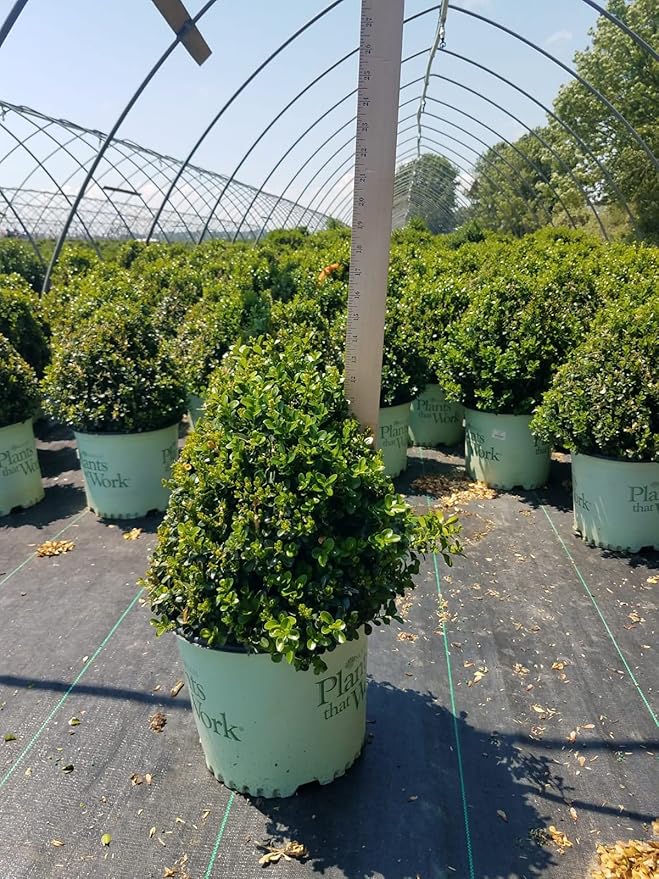 Plants That Work - Buxus 'Cranberry Creek' (Boxwood) Evergreen, , 3 - Size Container