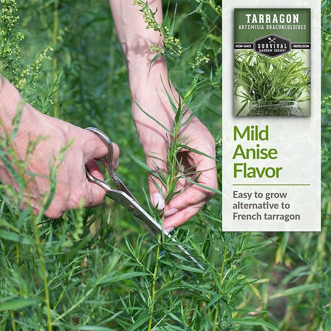 Survival Garden Seeds - Russian Tarragon Seed for Planting - 5 Packs with Instructions to Plant and Grow Big Flowering Herbs in Your Home Vegetable Garden - Non-GMO Heirloom Variety