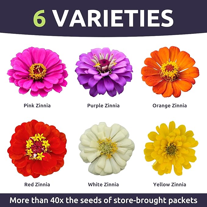 Zinnia Thumbelina Mix - Bulk 2 Ounce Pouch - 10,000 Flower Seeds for Planting - Zinnia elegans