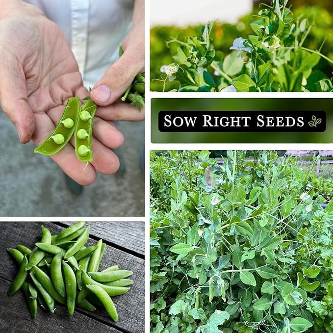 Sow Right Seeds - Sugar Ann Dwarf Pea Seeds for Planting - Non-GMO Heirloom Packet with Instructions to Plant an Outdoor Home Vegetable Garden - Short Bushes with a Crisp Snap - Spring and Fall (1)