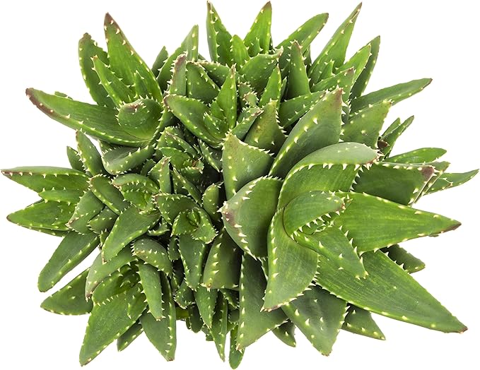 Succulents Plants Live Indoor Plants, Aloe Nobilis Plants Live Houseplants, Live Succulents Live Plants Indoor Succulent Plants, Indoor Plant Real Succulents Plants House Plants by Plants for Pets