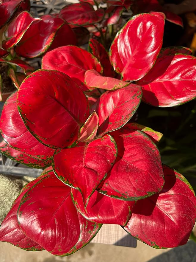 Water Storing Crystal Soil Additive Commercial Grade (5)