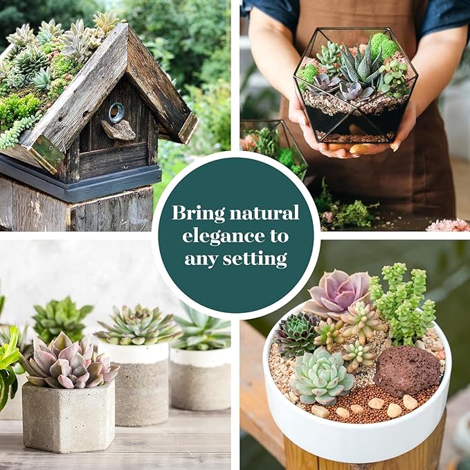 Shop Succulents Assorted Succulent Plant Pack Collection - Live Mini Succulent Plants, Low Maintenance, Mixture of Colors & Textures - Wedding and Party Favors, Gift & Garden, Pack of 40