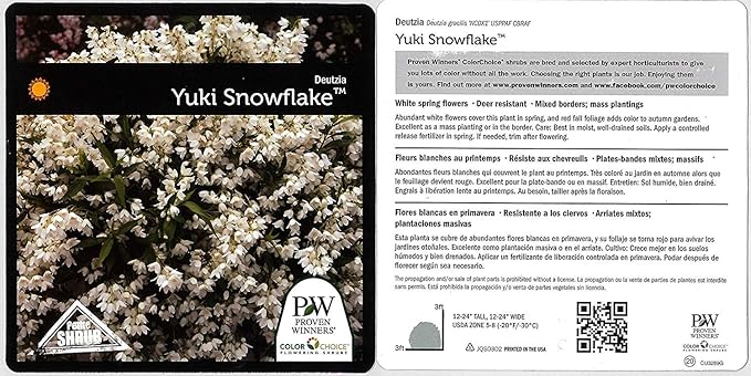 Proven Winners - Deutzia Yuki Snowflake (Yuki Snowflake Deutzia) Shrub, white flowers, #3 - Size Container