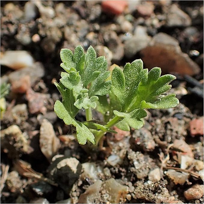 Seed Needs Wormwood Seeds for Planting - Non-GMO, Heirloom & Untreated Perennial Herb - Medicinal Herbs for Digestion & Gut Health (5 Packs)