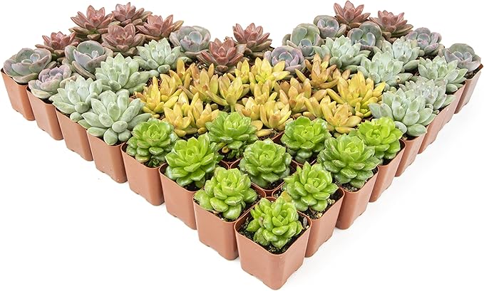 Live Succulents Plants Live Bulk Plant Tray (50 Pack), Bulk Succulents Live Indoor Plants Live Houseplants, Live Plants in Cactus and Succulent Soil Mix, Live Plant Kit Plant Gifts by Plants for Pets