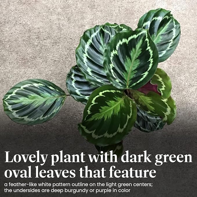 American Plant Exchange Calathea Medallion Live Prayer Plant, 6-Inch Pot W/Stylish Cover, Pet Safe, Low Light, & Air Purifying Tropical Indoor Plant for Home, Office & Garden Décor