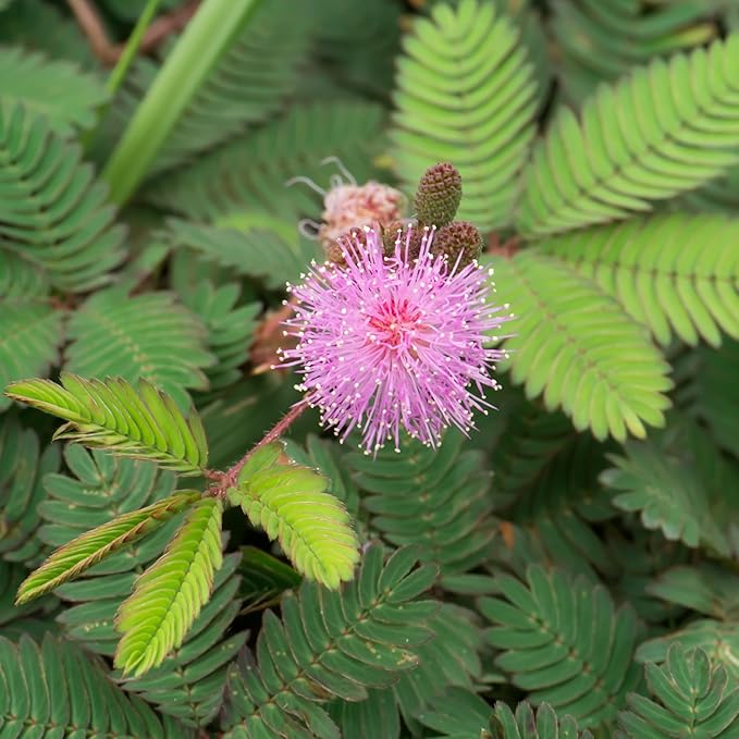 Seed Needs Sensitive Plant Seeds for Planting Mimosa pudica - Heirloom & Open Pollinated Annual Flowers - Pink Blooms with Leaves That React to Touch (2 Packs)